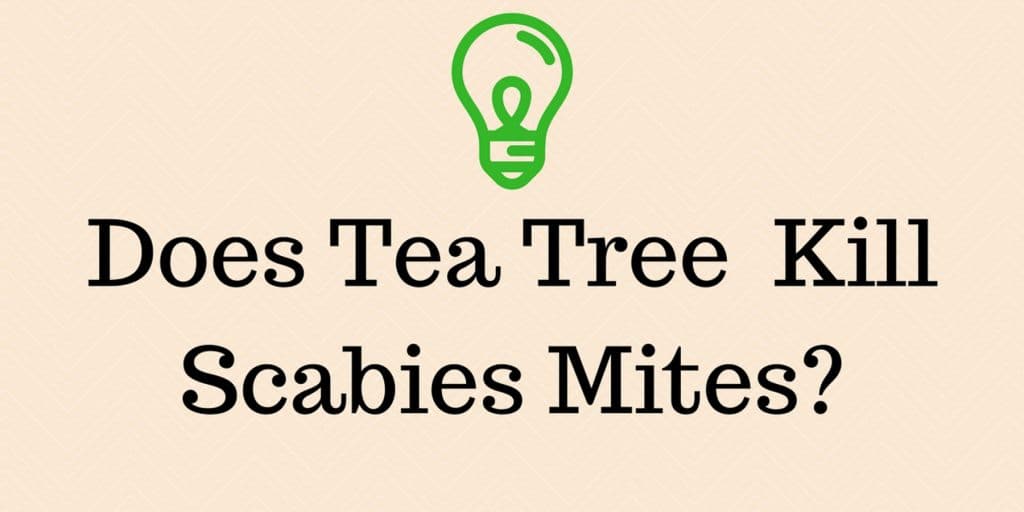 does tea tree oil kill scabies?